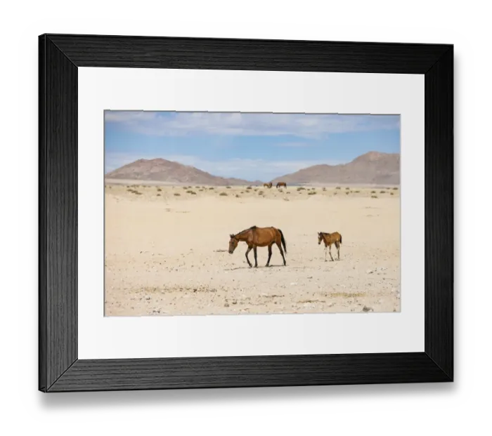 Framed Print : Namib Wild Desert Horse and Foal Garub Region, Namibia, Africa