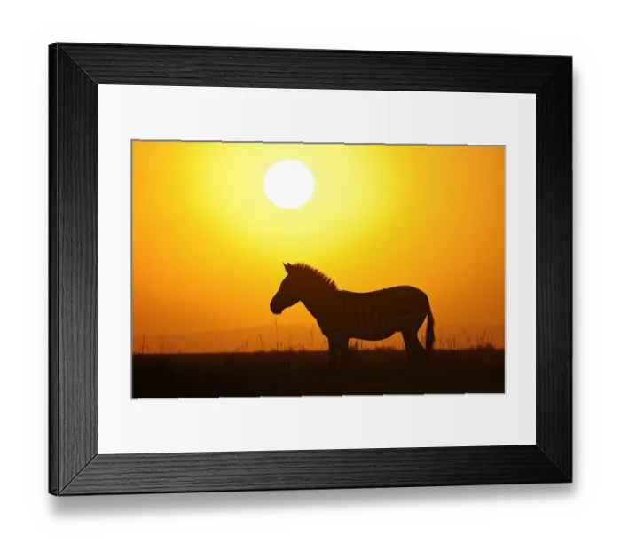Framed Print : Burchells Zebra (Equus quagga burchellii) silhouetted by the sunrise, Masai Mara National Reserve, Kenya