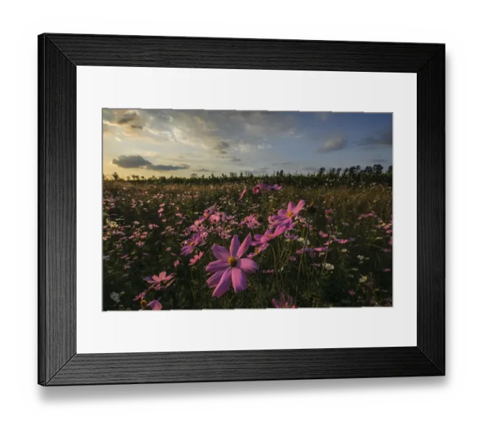 Framed Print : Pink and White Cosmos (Bidens formosa) Wildflowers Landscape at Sunset, Magaliesburg, Gauteng Province, South Africa