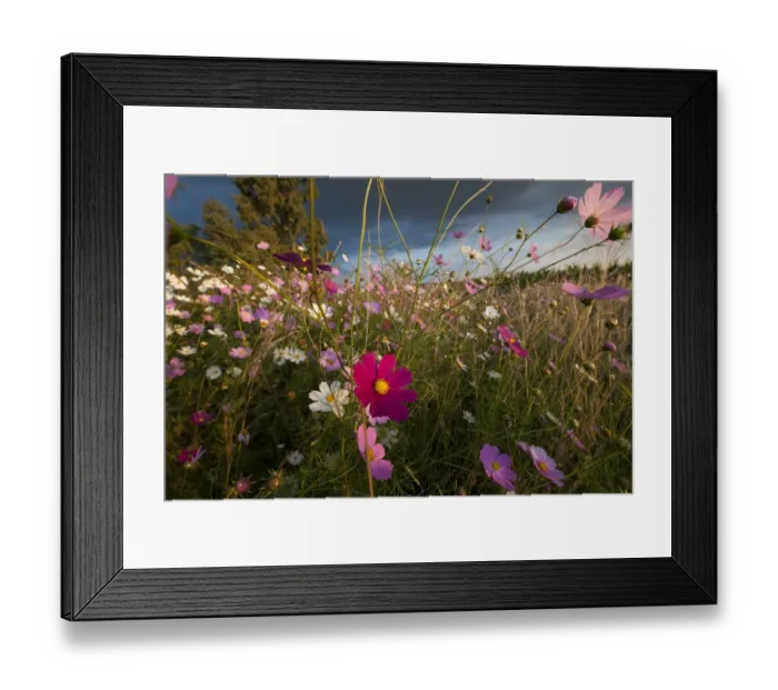 Framed Print : A Wonderland of Wildflowers, all the colors possible of Cosmos (Bidens formosa) wildflowers at Sunset, Magaliesburg, Gauteng Province, South Africa Framed Print : A Wonderland of Wildflowers, all the colors possible of Cosmos (Bidens formosa) wildflowers at Sunset, Magaliesburg, Gauteng Province, South Africa