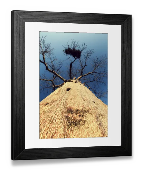 Framed Print : Vertical viewpoint of a Boabab tree - Mussina South Africa Framed Print : Vertical viewpoint of a Boabab tree - Mussina South Africa
