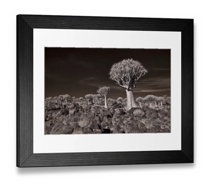Framed Print : The Quiver Tree Forest of Namibia Photographed in Infrared. Keetmanshoop, Namibia Framed Print : The Quiver Tree Forest of Namibia Photographed in Infrared. Keetmanshoop, Namibia