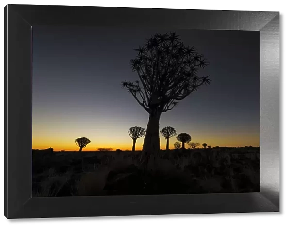 Silhouetted Quiver Tree Forest at Dusk, Keetmanshoop, Namibia
