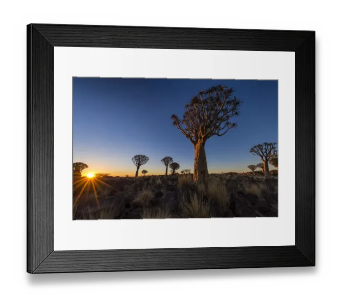 Framed Print : Last Rays of Golden Light Across The Quiver Tree Forest, Keetmanshoop, Namibia
