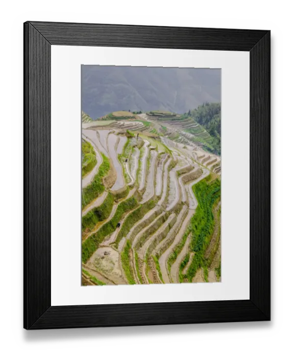 Framed Print : Terraced rice field, Longsheng Rice Terrace, China Framed Print : Terraced rice field, Longsheng Rice Terrace, China
