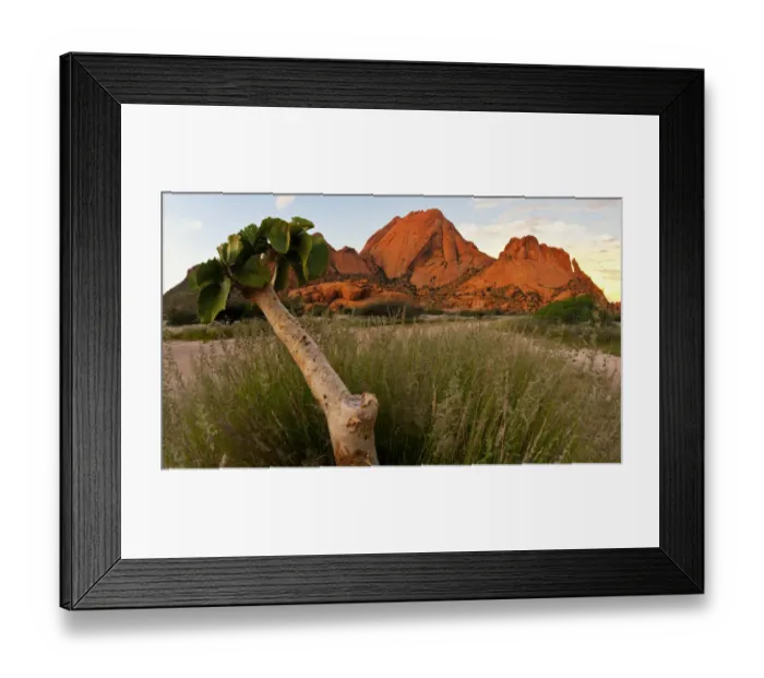 Framed Print : Succulent Kobas Tree (Cyphostemma currori) plant growing at Spitzkoppe, Erongo Region, Namibia