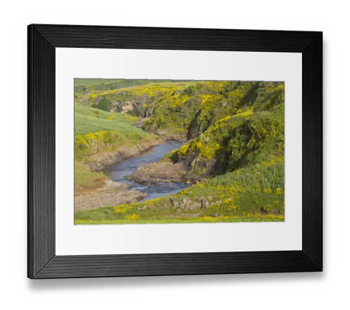 Framed Print : Meskel flowers (yadey abeba) growing on riverbank, Amhara, Ethiopian Highlands, Ethiopia Framed Print : Meskel flowers (yadey abeba) growing on riverbank, Amhara, Ethiopian Highlands, Ethiopia