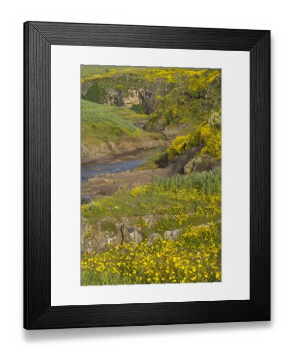 Framed Print : Meskel flowers (yadey abeba) growing on riverbank, Amhara, Ethiopian Highlands, Ethiopia