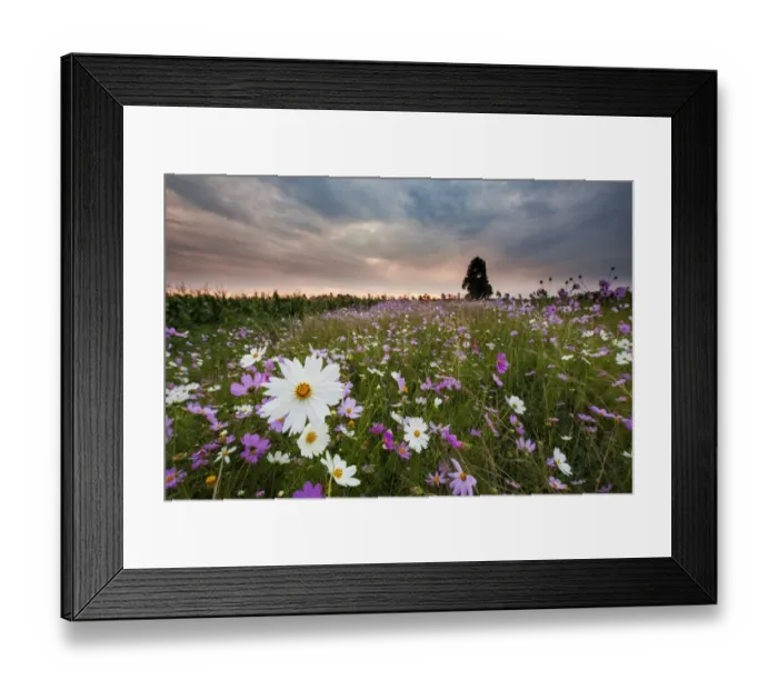 Framed Print : Pink and White Cosmos (Bidens formosa) Wildflower Landscape at Sunset, Magaliesburg, Gauteng Province, South Africa Framed Print : Pink and White Cosmos (Bidens formosa) Wildflower Landscape at Sunset, Magaliesburg, Gauteng Province, South Africa
