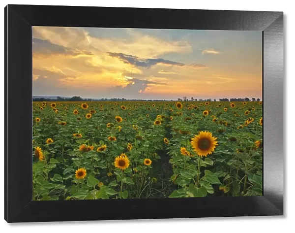 Sunflower Field Landscape Photo at Sunset, Magaliesburg, Gauteng Province, South Africa