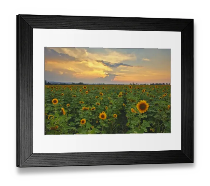 Framed Print : Sunflower Field Landscape Photo at Sunset, Magaliesburg, Gauteng Province, South Africa