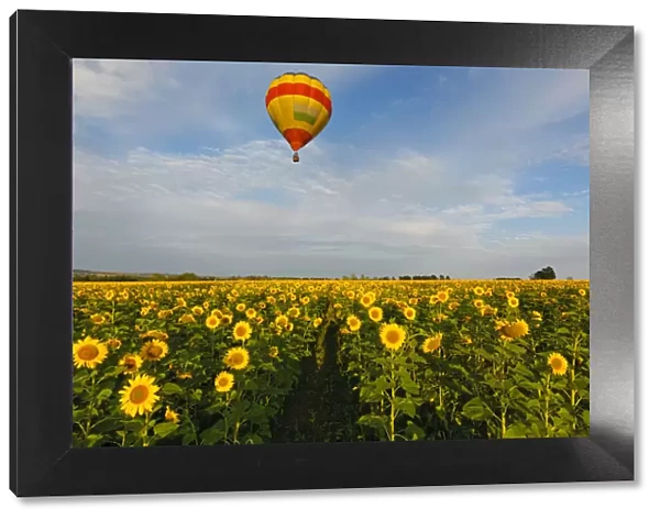 Colorful Hot Air Balloon over a field of yellow sunflowers in the early morning in Magaliesburg, Gauteng Province, South Africa
