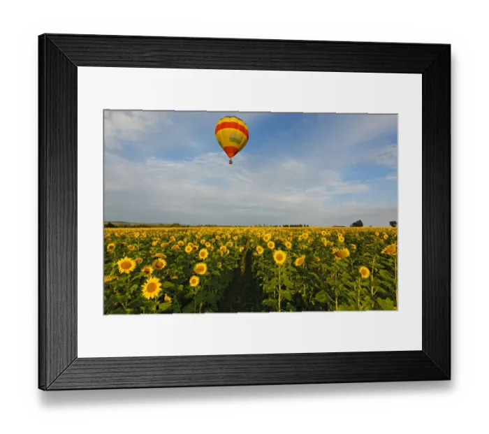 Framed Print : Colorful Hot Air Balloon over a field of yellow sunflowers in the early morning in Magaliesburg, Gauteng Province, South Africa Framed Print : Colorful Hot Air Balloon over a field of yellow sunflowers in the early morning in Magaliesburg, Gauteng Province, South Africa
