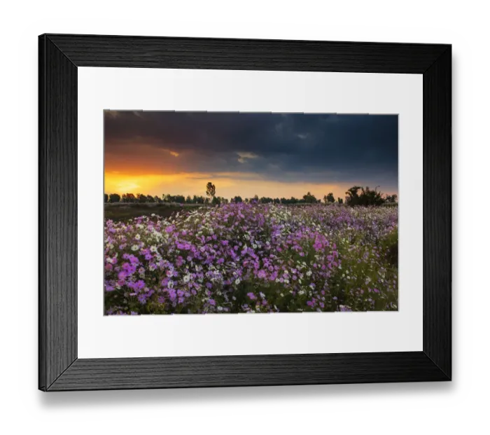 Framed Print : Pink and White Cosmos (Bidens formosa) Wildflower Landscape at Sunset, Magaliesburg, Gauteng Province, South Africa
