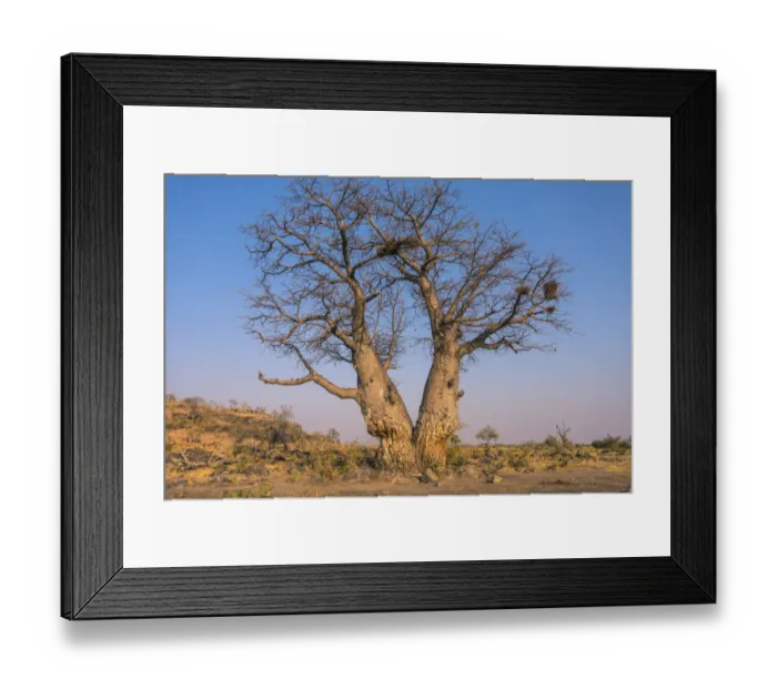 Framed Print : Baobab tree (adansonia digitata), Savuti, Chobe National Park, Botswana Framed Print : Baobab tree (adansonia digitata), Savuti, Chobe National Park, Botswana