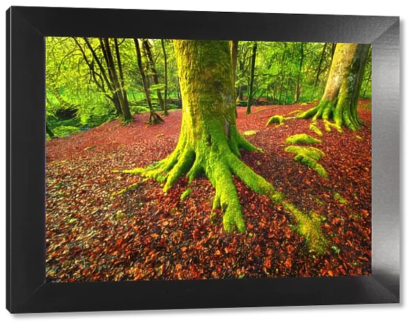 Forest Scene with Moss Covered Trees and Red Fallen Leaves at the Dens of Moness, Birks of Aberfeldy, Scotland