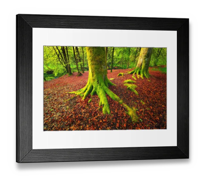 Framed Print : Forest Scene with Moss Covered Trees and Red Fallen Leaves at the Dens of Moness, Birks of Aberfeldy, Scotland Framed Print : Forest Scene with Moss Covered Trees and Red Fallen Leaves at the Dens of Moness, Birks of Aberfeldy, Scotland