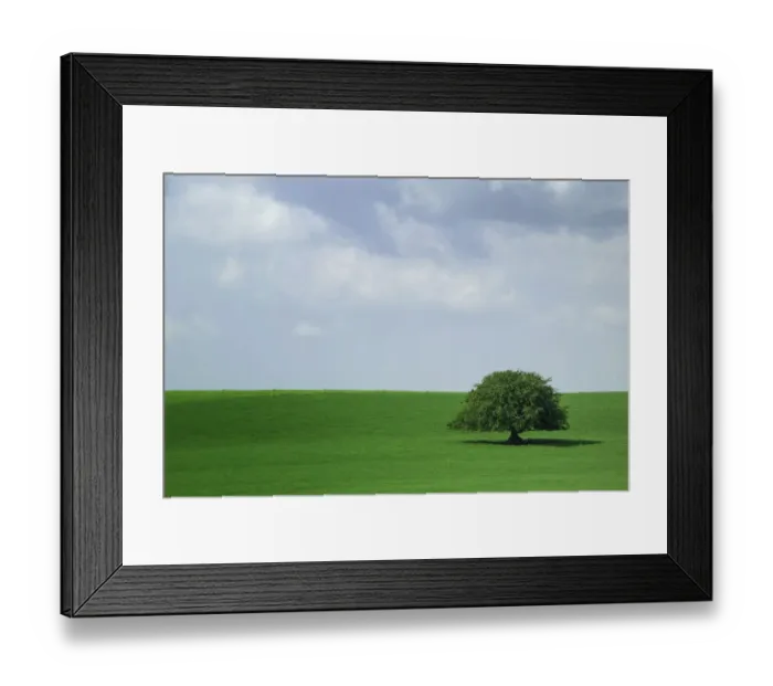 Framed Print : Lone tree growing in field, Ireland Framed Print : Lone tree growing in field, Ireland