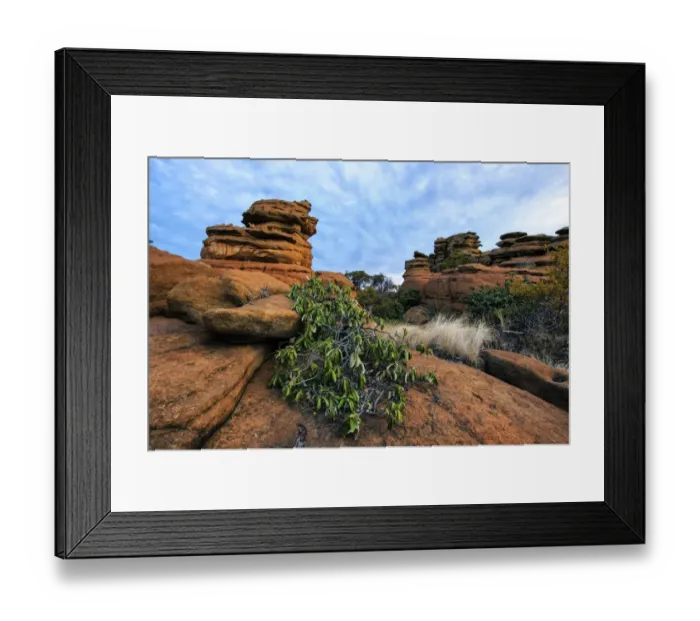 Framed Print : Englerophytum magalismontanum (prev. Bequaertiodendron magalismontanum) Transvaal milkplum growing on a rock formation in the Magaliesberg Mountains, Magaliesberg, North-West Province, South Africa Framed Print : Englerophytum magalismontanum (prev. Bequaertiodendron magalismontanum) Transvaal milkplum growing on a rock formation in the Magaliesberg Mountains, Magaliesberg, North-West Province, South Africa