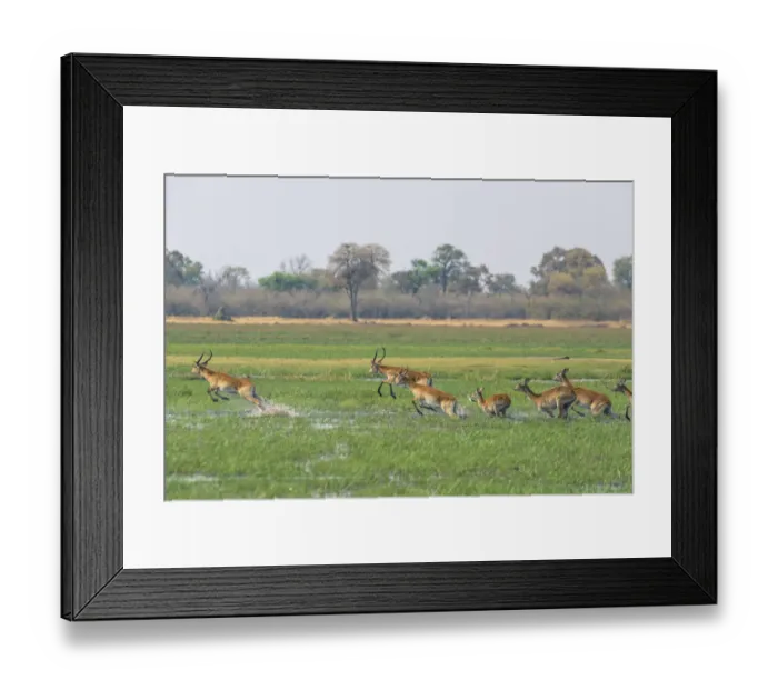 Framed Print : Red lechwe (kobus leche) leaping through water, Khwai Concession, Okavango Delta, Botswana Framed Print : Red lechwe (kobus leche) leaping through water, Khwai Concession, Okavango Delta, Botswana