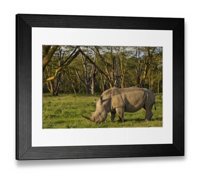 Framed Print : African White rhinoceros (Ceratotherium simum) grazing alone at the golden forest of Fever Trees in Lake Nakuru, Kenya Framed Print : African White rhinoceros (Ceratotherium simum) grazing alone at the golden forest of Fever Trees in Lake Nakuru, Kenya