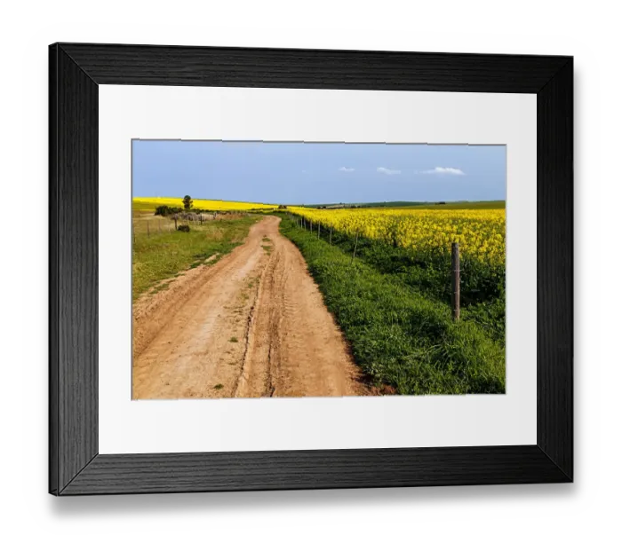 Framed Print : A gravel farm road fringed with green grass leading through the contrasting yellow flowering canola field, Swellendam, Western Cape Province, South Africa Framed Print : A gravel farm road fringed with green grass leading through the contrasting yellow flowering canola field, Swellendam, Western Cape Province, South Africa