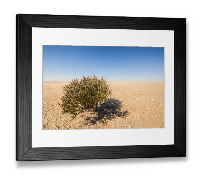 Framed Print : Desert Survivor, Cynanchum pearsonii (Milkweed Family) growing isolated in the middle of the Namib Desert, Namibia, Africa Framed Print : Desert Survivor, Cynanchum pearsonii (Milkweed Family) growing isolated in the middle of the Namib Desert, Namibia, Africa