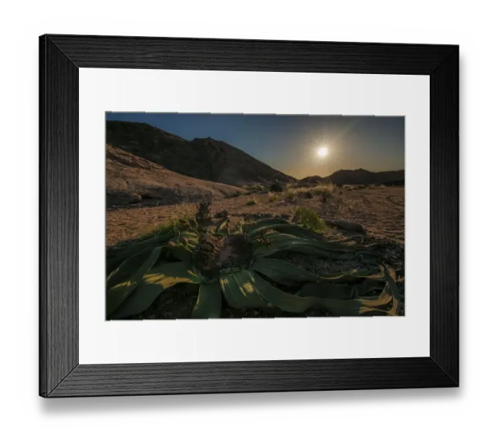 Framed Print : A very old female Welwitschia mirabilis (Miracle Plant) with cones in the hot Namib Desert. Swakopmund, Namibia, Africa Framed Print : A very old female Welwitschia mirabilis (Miracle Plant) with cones in the hot Namib Desert. Swakopmund, Namibia, Africa
