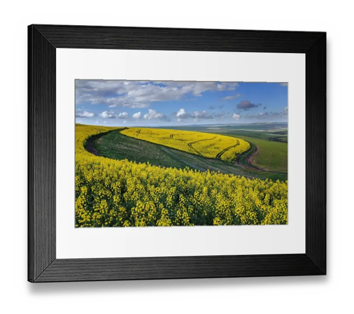 Framed Print : A farm with canola and wheat lands with tracks in the canola under a cloudy sky; Swellendam, Western Cape Province, South Africa Framed Print : A farm with canola and wheat lands with tracks in the canola under a cloudy sky; Swellendam, Western Cape Province, South Africa
