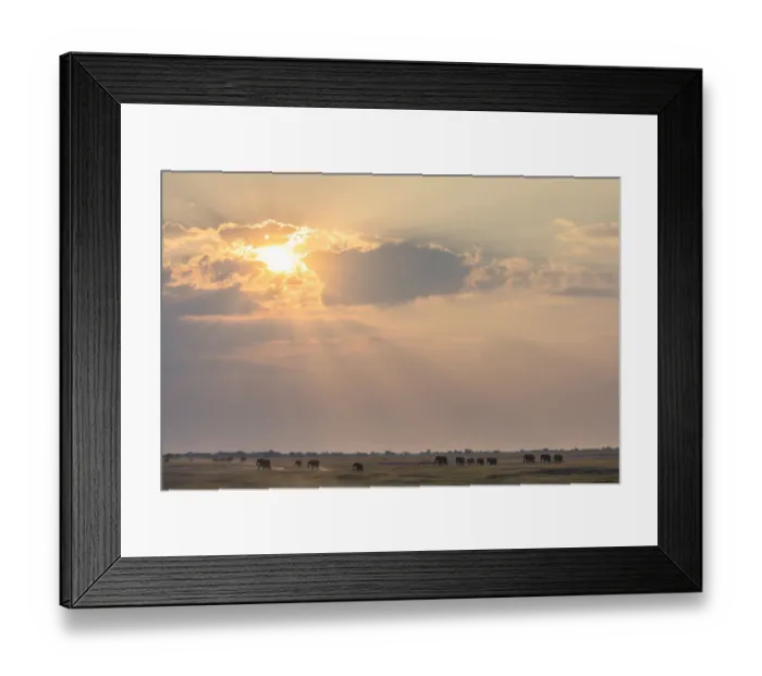 Framed Print : African Bush Elephant (loxodonta africana) in landscape, Chobe National Park, Okavango Delta, Botswana