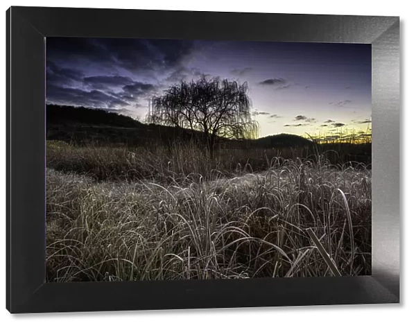 Frosted Grass and Reeds on a Freezing Cold Winter Morning at sunrise in the Magalieburg, Gauteng Province, South Africa