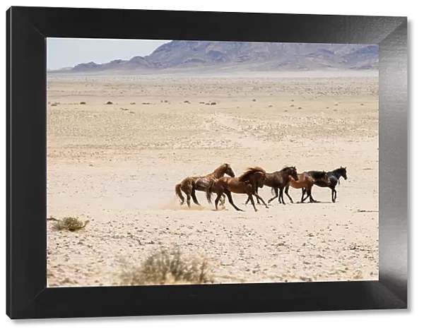 Wild Feral Horses of the Namib Desert near Garub, Namibia