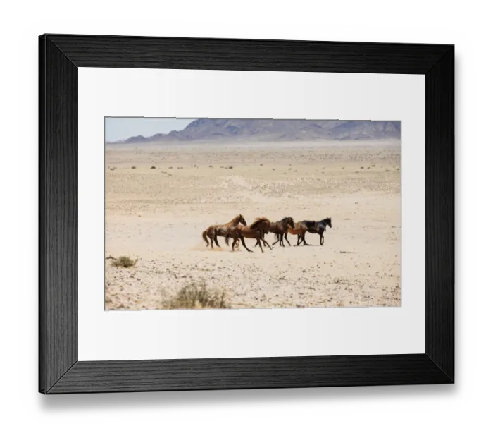 Framed Print : Wild Feral Horses of the Namib Desert near Garub, Namibia