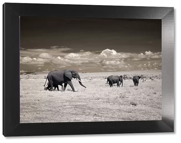 Elephants in Infrared, Masai Mara National Reserve, Kenya, Africa