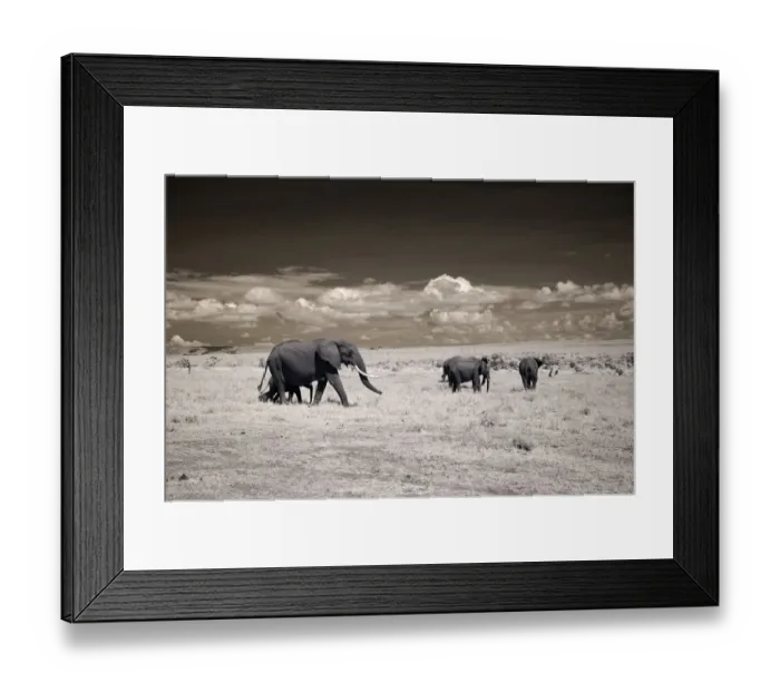 Framed Print : Elephants in Infrared, Masai Mara National Reserve, Kenya, Africa Framed Print : Elephants in Infrared, Masai Mara National Reserve, Kenya, Africa