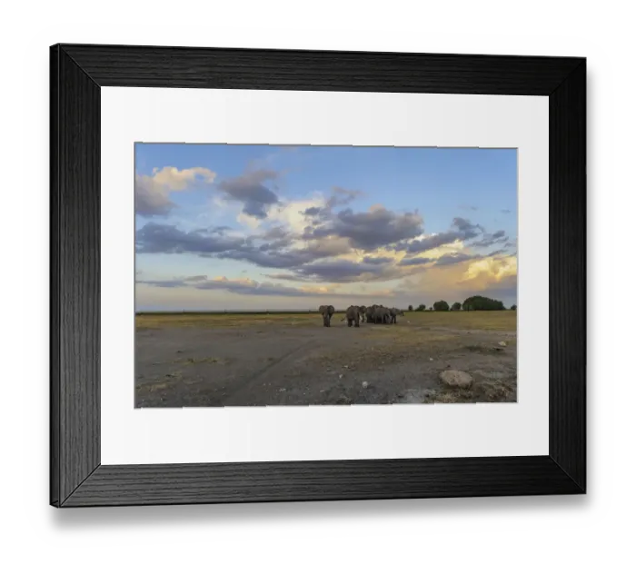 Framed Print : Elephants in landscape at sunset waiting to cross road, Amboseli National Park, Kenya, Africa Framed Print : Elephants in landscape at sunset waiting to cross road, Amboseli National Park, Kenya, Africa