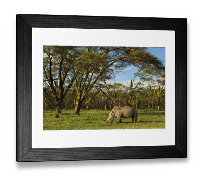 Framed Print : African White rhinoceros (Ceratotherium simum) grazing Alone at the golden forest of Fever Trees in Lake Nakuru, Kenya Framed Print : African White rhinoceros (Ceratotherium simum) grazing Alone at the golden forest of Fever Trees in Lake Nakuru, Kenya