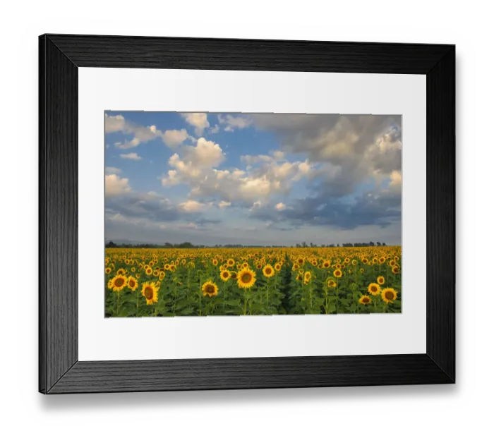 Framed Print : Landscape of Bright Yellow Sunflowers in a field in the Early Morning, Magaliesburg, Gauteng Province, South Africa Framed Print : Landscape of Bright Yellow Sunflowers in a field in the Early Morning, Magaliesburg, Gauteng Province, South Africa