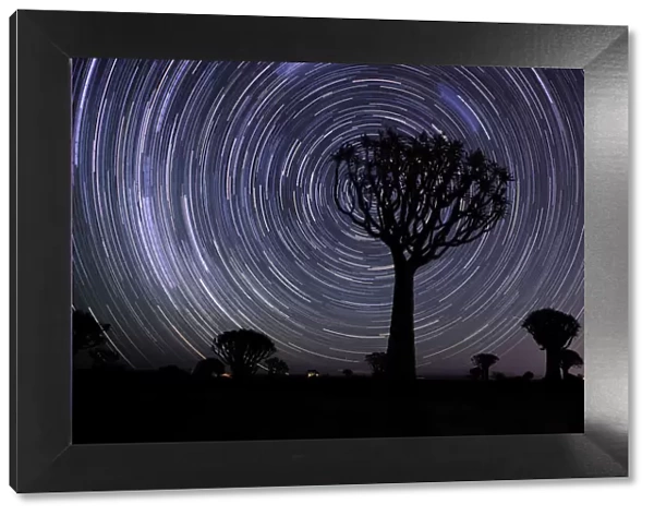 Star Trails over the Quiver Tree Forest, Keetmanshoop, Namibia