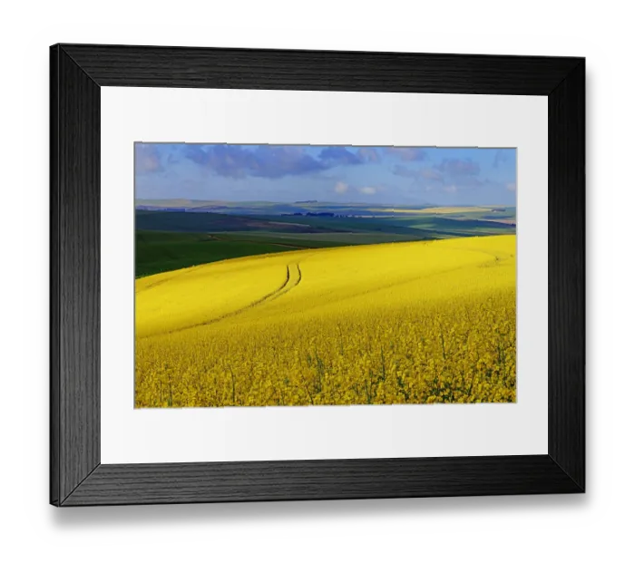Framed Print : A section of a farm with sunlit canola and wheat fields with the tracks of a harvester running through the canola field, Swellendam, Western Cape South Africa Framed Print : A section of a farm with sunlit canola and wheat fields with the tracks of a harvester running through the canola field, Swellendam, Western Cape South Africa