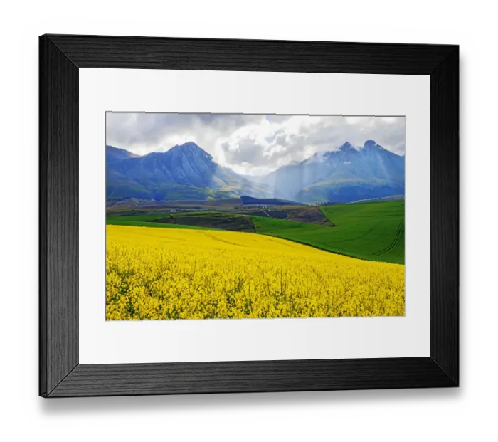Framed Print : A farm with both canola and wheat fields at the foot of the Langeberg Mountains with storm clouds and the suns rays falling on the farm, Swellendam, Western Cape Province, South Africa Framed Print : A farm with both canola and wheat fields at the foot of the Langeberg Mountains with storm clouds and the suns rays falling on the farm, Swellendam, Western Cape Province, South Africa