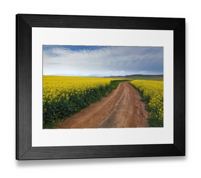 Framed Print : Gravel road winding through the flowering yellow Canola fields under a cloudy sky, Swellendam area, Western Cape Province, South Africa Framed Print : Gravel road winding through the flowering yellow Canola fields under a cloudy sky, Swellendam area, Western Cape Province, South Africa