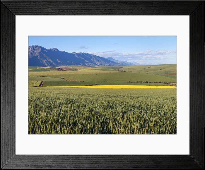 Framed Print : A canola and wheat farm with fields of both fields against the backdrop of the Langeberg mountains, Swellendam, Western Cape South Africa Framed Print : A canola and wheat farm with fields of both fields against the backdrop of the Langeberg mountains, Swellendam, Western Cape South Africa