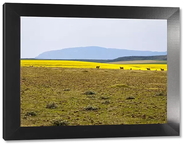 A canola farm with some sheep grazing in the field with distant mountains, Swellendam area, Western Cape Province, South Africa