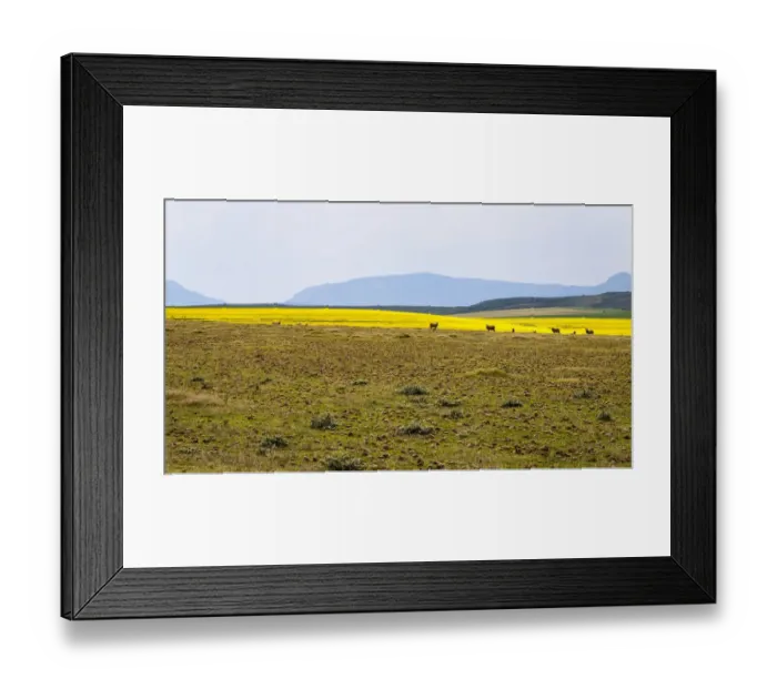 Framed Print : A canola farm with some sheep grazing in the field with distant mountains, Swellendam area, Western Cape Province, South Africa Framed Print : A canola farm with some sheep grazing in the field with distant mountains, Swellendam area, Western Cape Province, South Africa