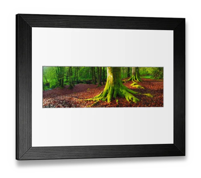 Framed Print : Landscape photo of moss covered Birch trees in a forest of Scotland at sunrise Framed Print : Landscape photo of moss covered Birch trees in a forest of Scotland at sunrise