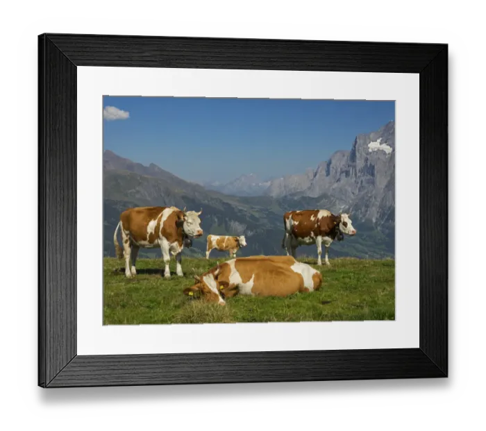 Framed Print : Cows in mountain scenery, Bern Canton, Switzerland Framed Print : Cows in mountain scenery, Bern Canton, Switzerland