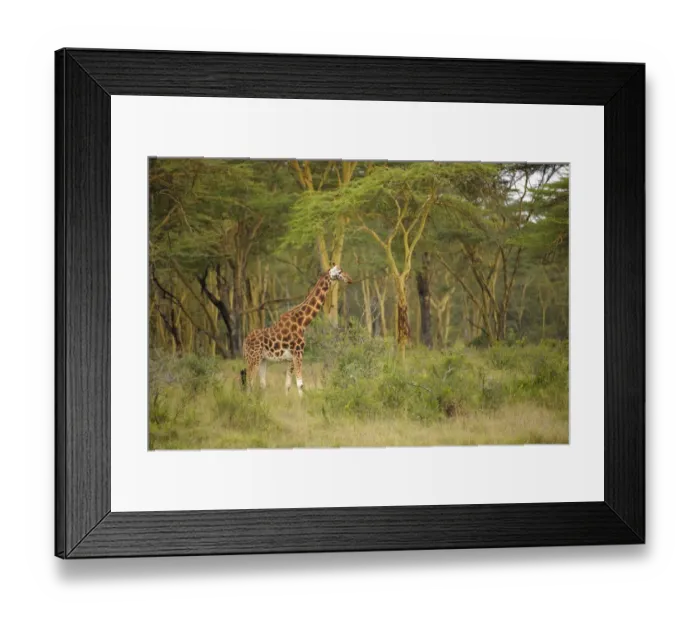 Framed Print : Rothschild Giraffe (Giraffa camelopardalis rothschildi) standing in the Golden Forest of Acacia Fever trees in Lake Nakuru National Park, Kenya