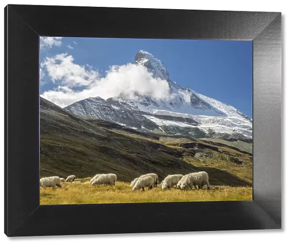 Valais Blacknose Sheep with Matterhorn in background, Zermatt, Valais Canton, Switzerland