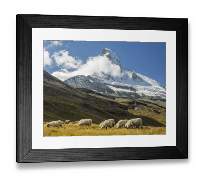 Framed Print : Valais Blacknose Sheep with Matterhorn in background, Zermatt, Valais Canton, Switzerland Framed Print : Valais Blacknose Sheep with Matterhorn in background, Zermatt, Valais Canton, Switzerland